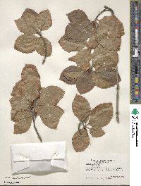 Fagus sylvatica image