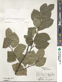 Fagus sylvatica image