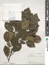 Fagus sylvatica image