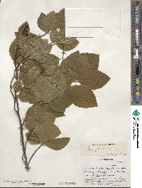 Fagus sylvatica image