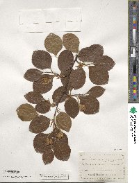 Fagus sylvatica image