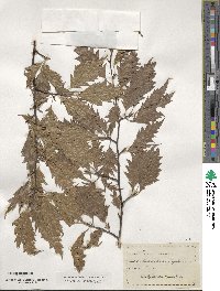 Fagus sylvatica image