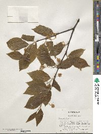 Fagus sylvatica image