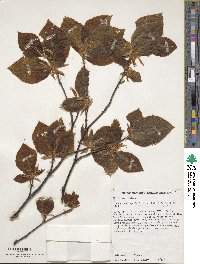 Fagus sylvatica image