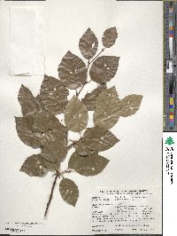 Fagus sylvatica image