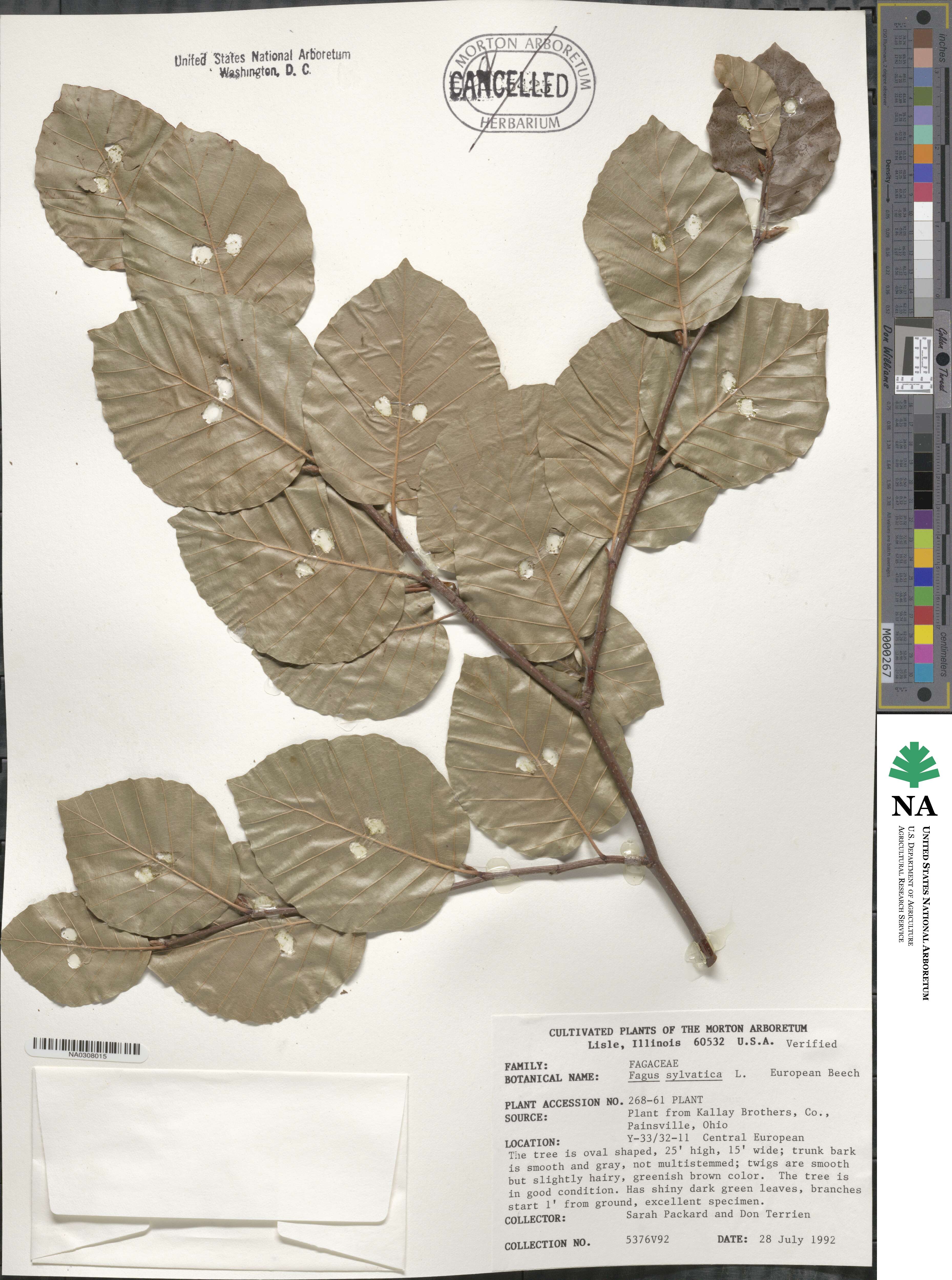 Fagus sylvatica image