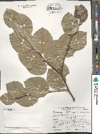 Fagus sylvatica image