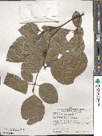 Fagus sylvatica image