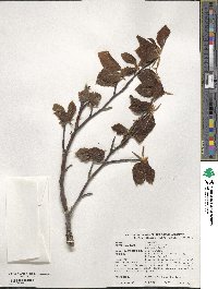 Fagus sylvatica image