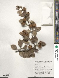 Fagus sylvatica image