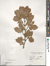 Fagus sylvatica image