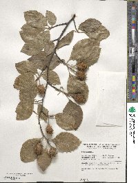 Fagus sylvatica image