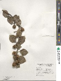 Fagus sylvatica image