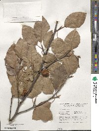 Fagus sylvatica image