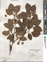 Fagus sylvatica image