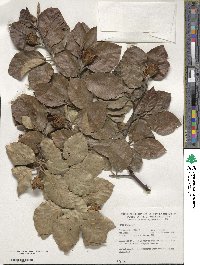 Fagus sylvatica image