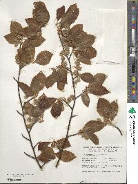 Fagus sylvatica image