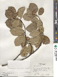 Fagus sylvatica image