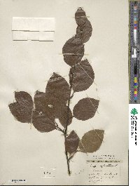 Fagus sylvatica image