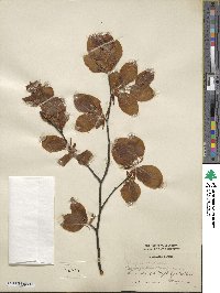 Fagus sylvatica image