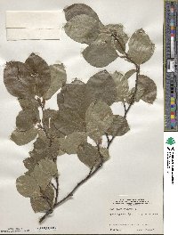 Fagus sylvatica image