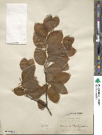 Fagus sylvatica image