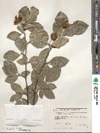 Fagus sylvatica image