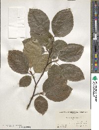 Fagus sylvatica image