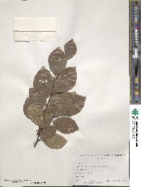 Fagus sylvatica image