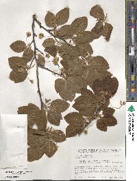 Fagus sylvatica image