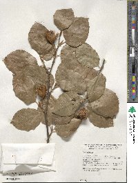 Fagus sylvatica image