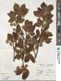 Fagus sylvatica image