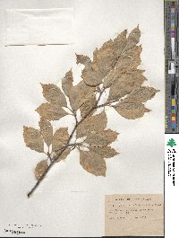 Fagus sylvatica image