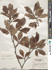 Fagus sylvatica image