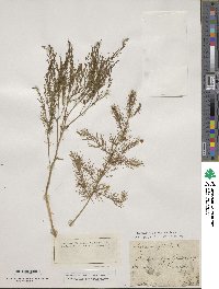 Asparagus officinalis image