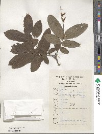 Pterocarya stenoptera image