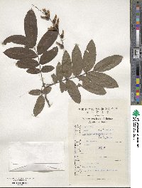 Pterocarya stenoptera image