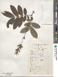 Pterocarya stenoptera image