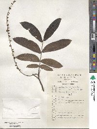 Pterocarya stenoptera image