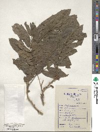 Pterocarya stenoptera image