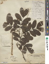 Pterocarya stenoptera image