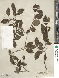 Ilex ambigua image