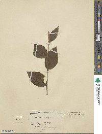 Betula delavayi image