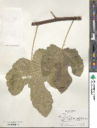 Ficus carica image