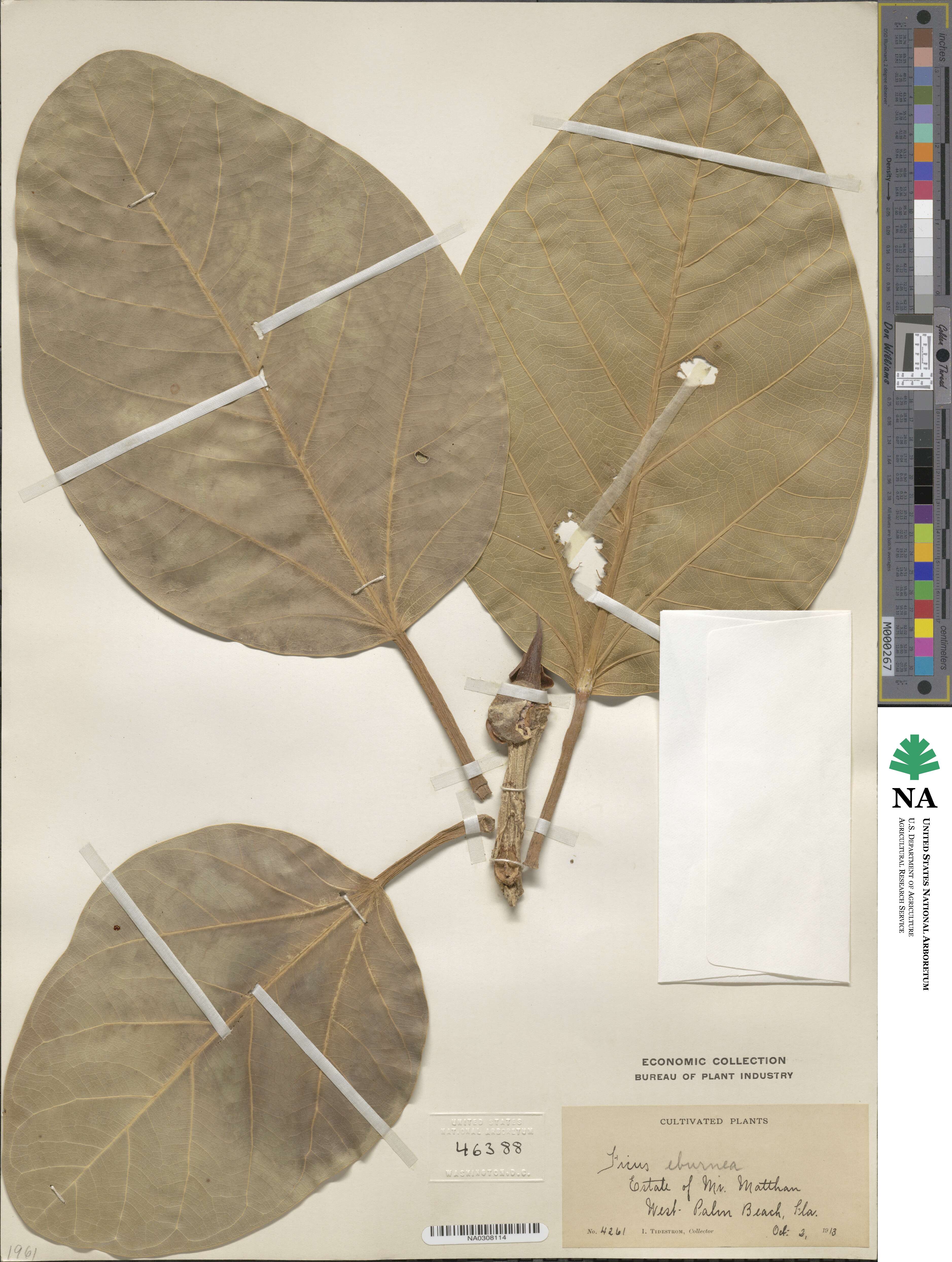 Ficus septica image