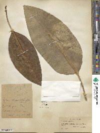 Ficus macrophylla image