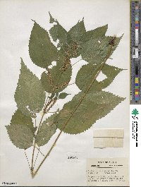 Boehmeria cylindrica image