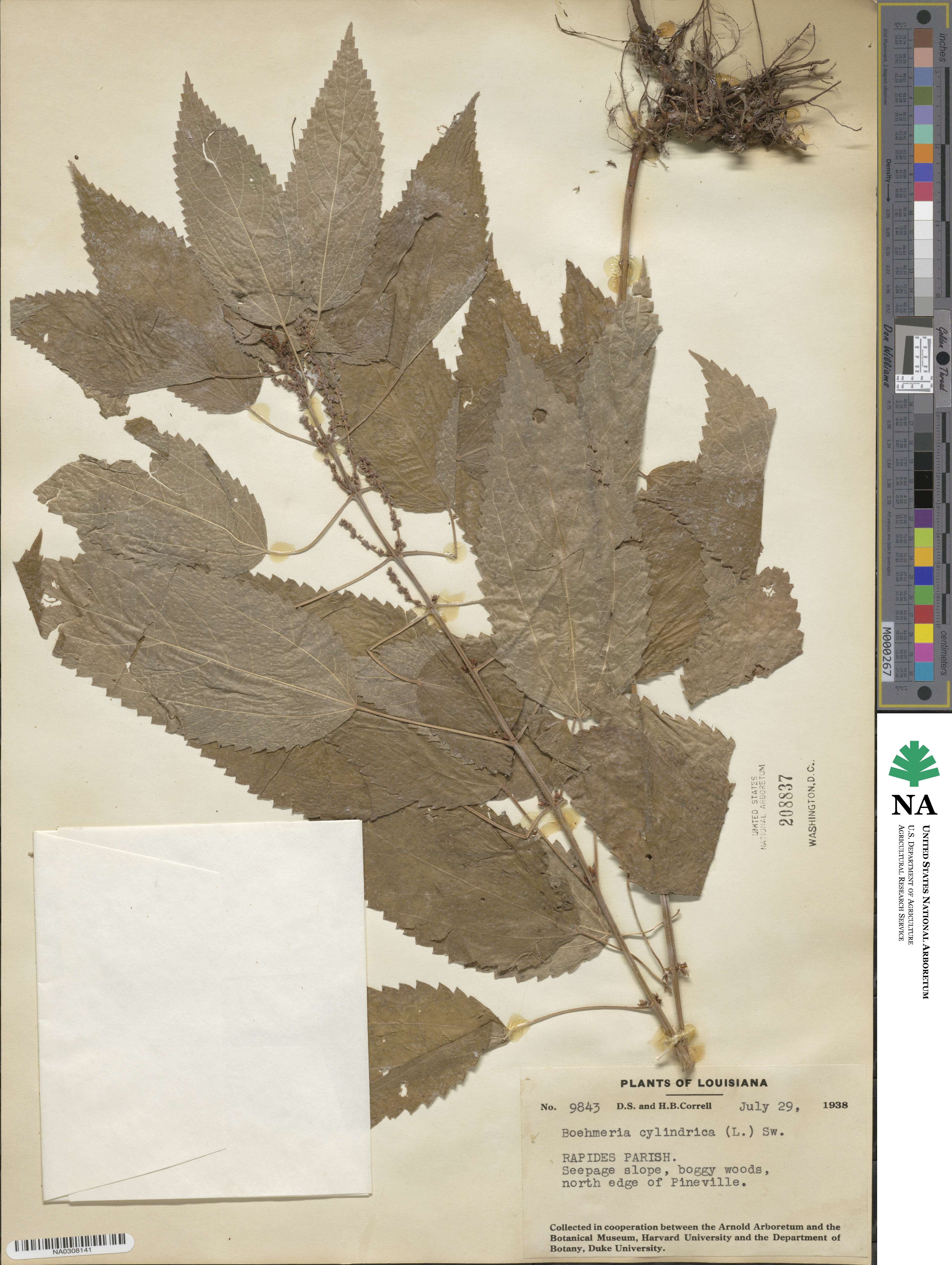 Boehmeria cylindrica image
