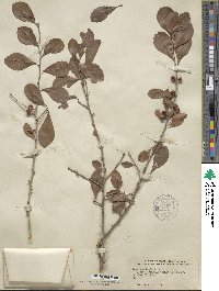 Ilex decidua image