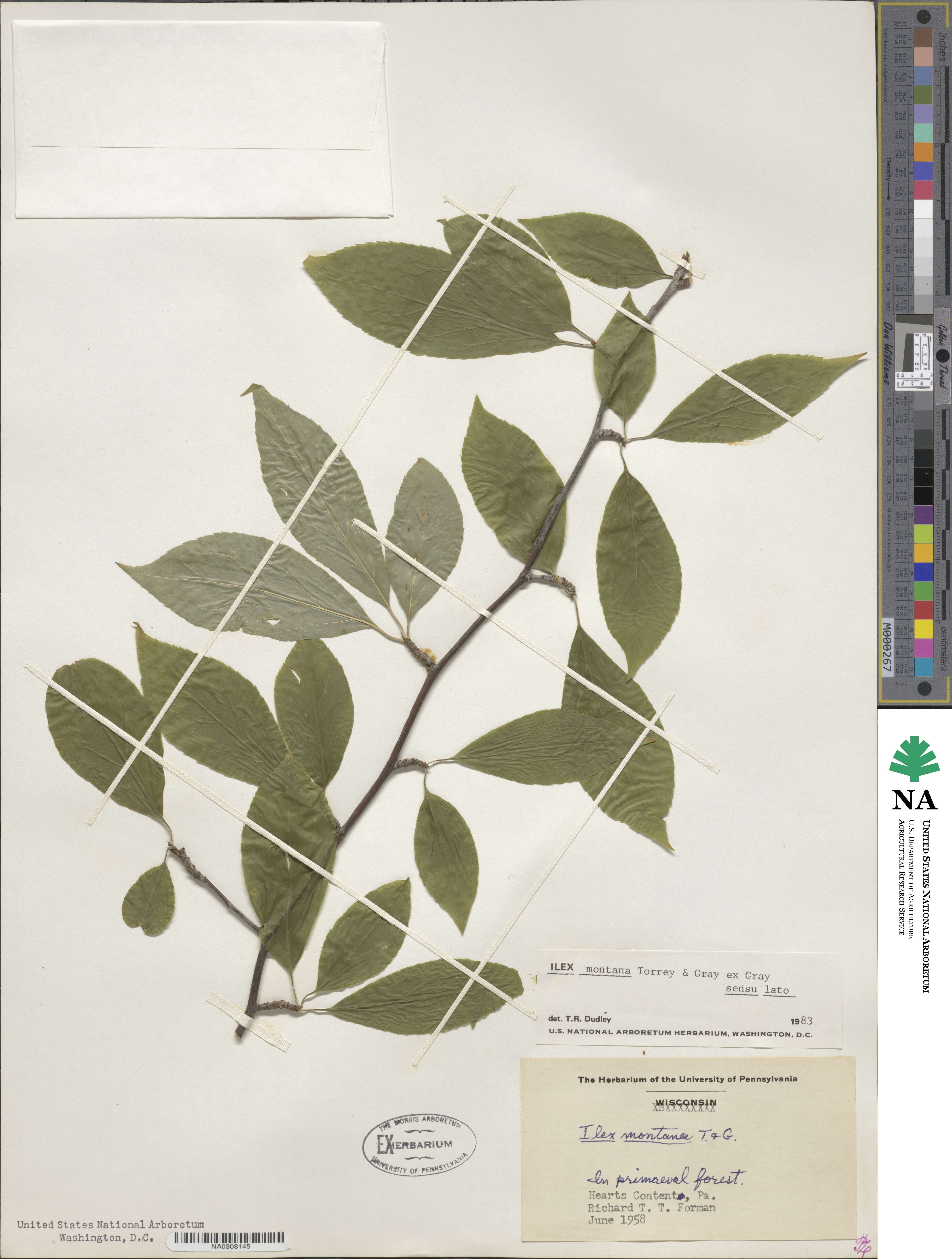 Ilex montana image